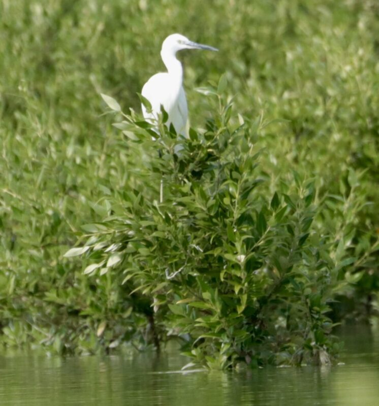 Mangroves are a natural hunting ground for wading birds—quiet waters, rich food, and endless life.