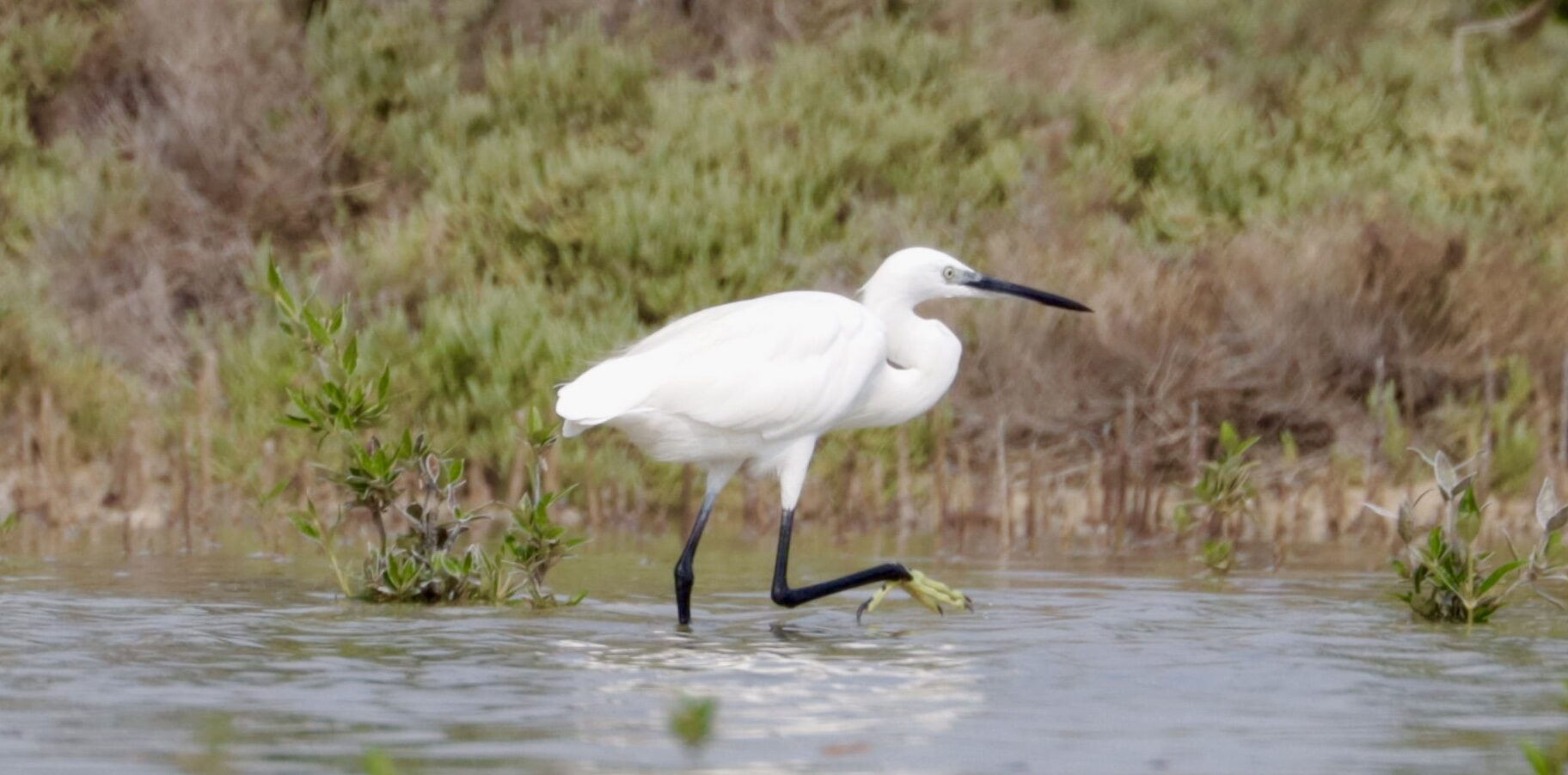 Al Thakira mangrove wildlife