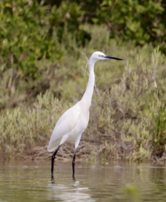 Mangroves are a natural hunting ground for wading birds—quiet waters, rich food, and endless life.