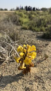 Desert Hyacinth